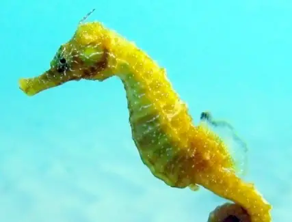 Tòtem de cavallets de mar, somni de cavallets de mar i missatges