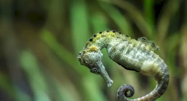 Significat de cavallets de mar