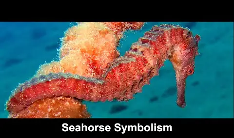 Reproductor de YouTube