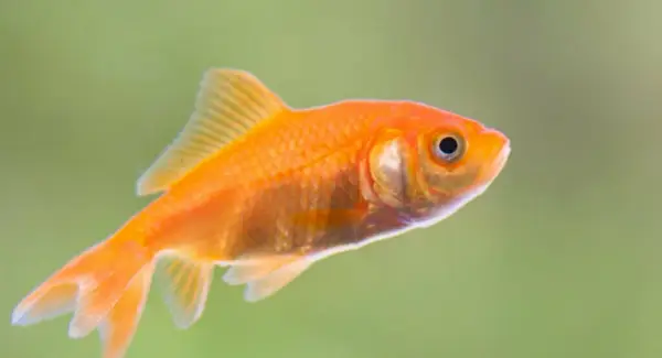 Symbolika zlaté rybky, sny a zprávy