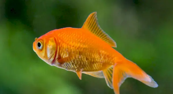 Totem zlaté rybky, sny a zprávy