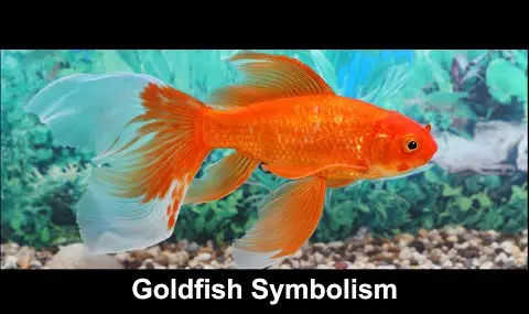 Přehrávač YouTube