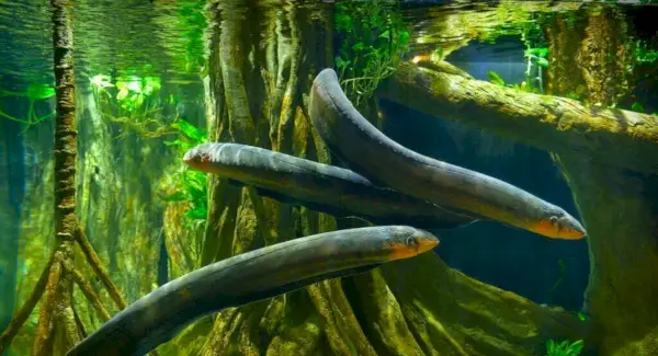 Тотем електричного вугра, сни та повідомлення