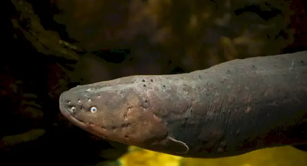 Символіка, сни та повідомлення електричного вугра