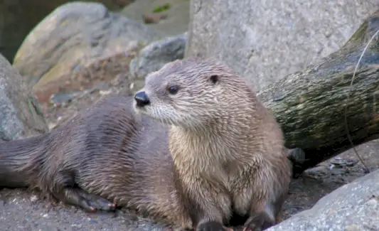 Simbolisme de llúdriga, significat de llúdriga, tòtem de llúdriga, somni de llúdriga i missatges