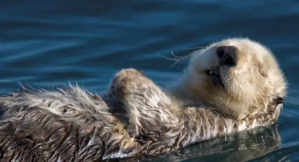 Llúdriga marina, simbolisme de llúdriga, significat de llúdriga, tòtem de llúdriga, somni de llúdriga i missatges