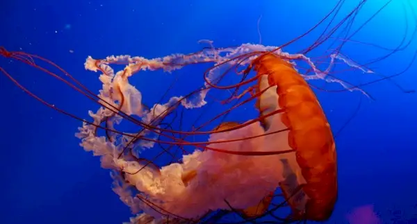 Simbolisme de meduses, significat de meduses, tòtem de meduses, somni de meduses i missatges