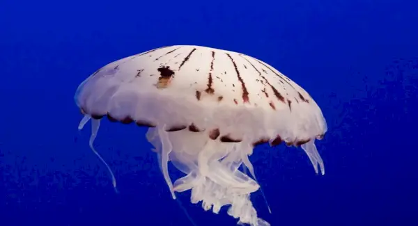 Simbolisme de meduses, significat de meduses, tòtem de meduses, somni de meduses i missatges