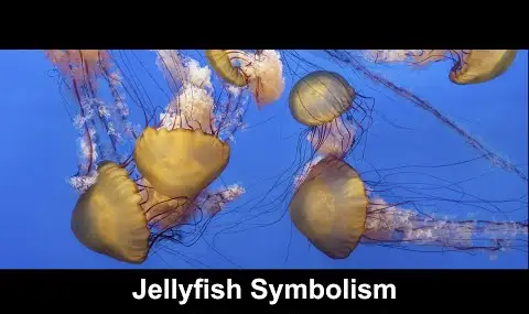 Reproductor de YouTube