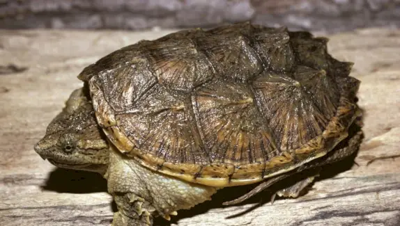 Simbolismo da tartaruga, significado da tartaruga, totem da tartaruga, sonho da tartaruga e mensagens