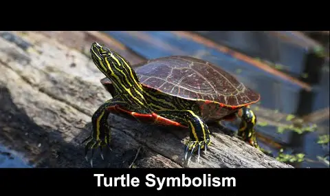Символіка черепахи