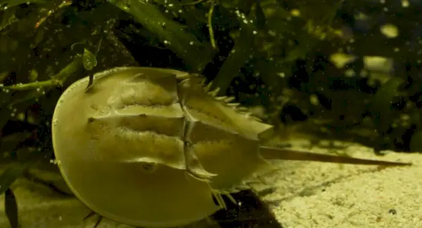 Symbolika podkovy, sny a poselství