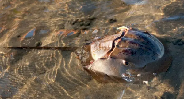 Totem podkovy, sny a zprávy